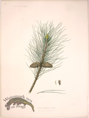 (image for) Lawson Pine Cone 14