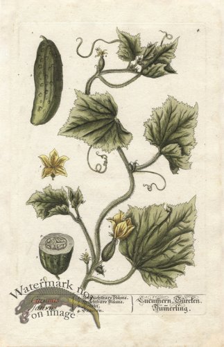 (image for) Blackwell GE 004