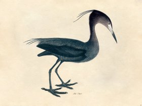 Blue Crane - Tribute Bd 37