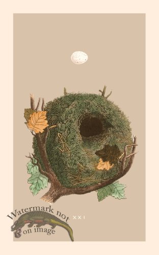 (image for) Morris Nest 21