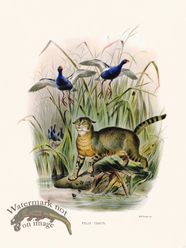 (image for) Elliot Cat 33 Chaus