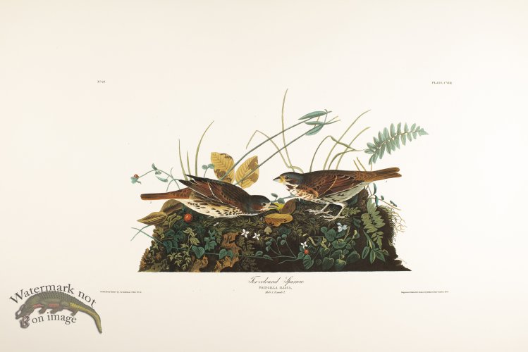 (image for) Fox-Colored Sparrow