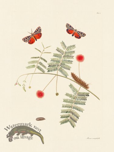 (image for) Abbot Butterfly 062
