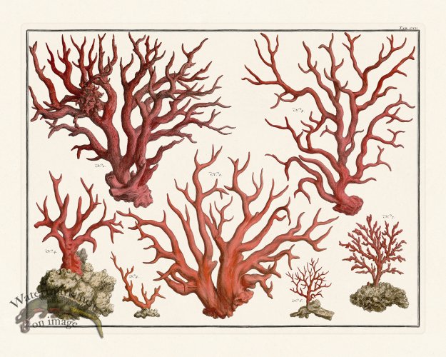 (image for) Seba B2 115 Coral