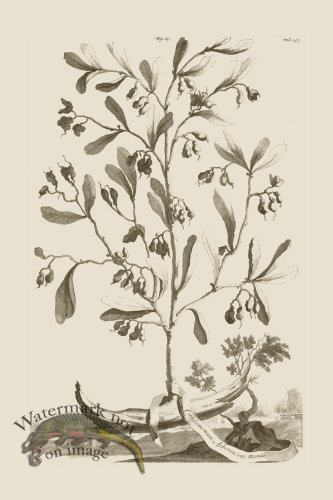 (image for) Abraham Munting 065