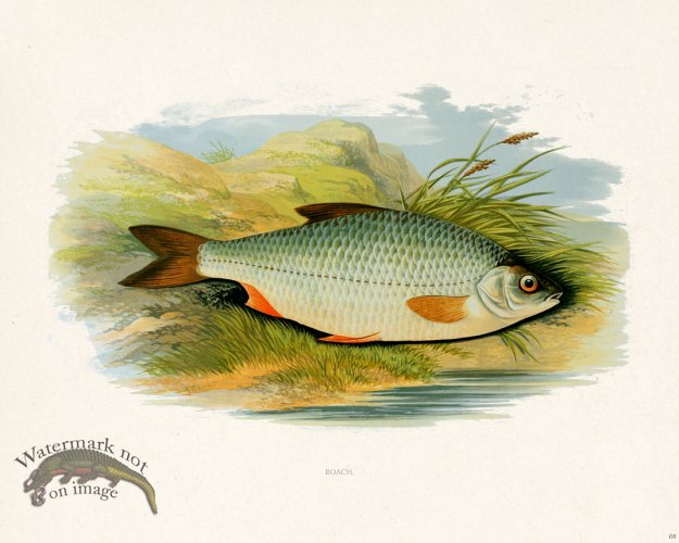 (image for) British FW 08