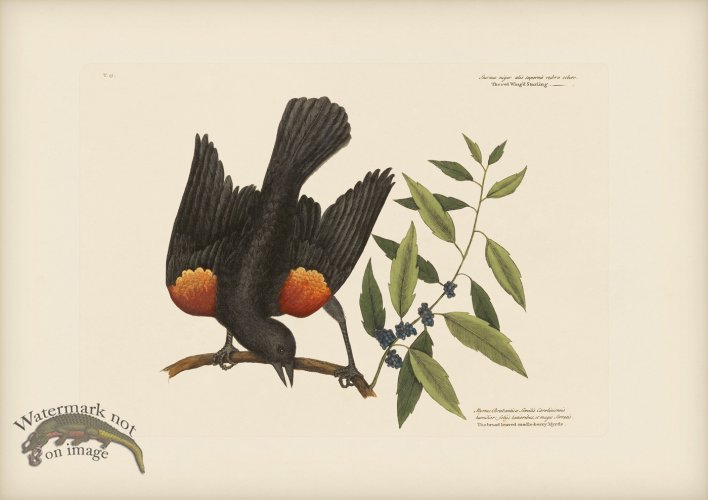 (image for) 013 Red Winged Starling