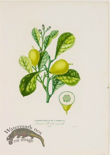 (image for) Poiteau Citrus 13