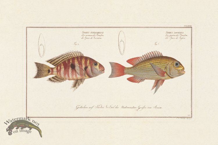 (image for) BLOCH FISH 277