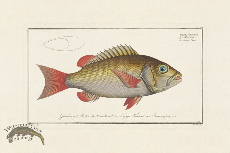 (image for) BLOCH FISH 278