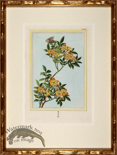 (image for) Buchoz Botanicals in Bamboo 09