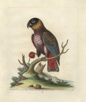 Edwards Parrot 35.jpg