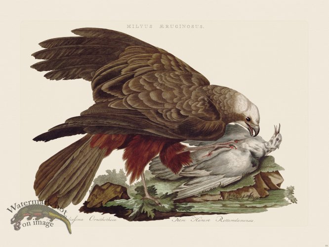 (image for) Nozeman Bird 101