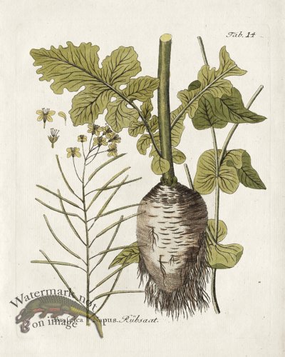 (image for) Rutabaga