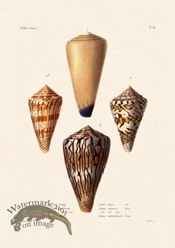 (image for) French Shell 036