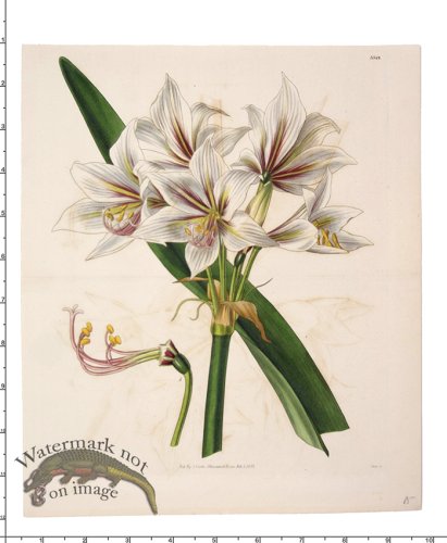 (image for) Curtis Botanical 078