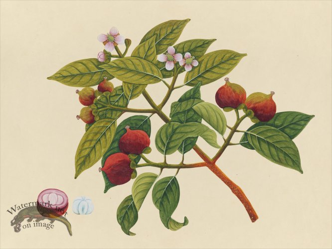 (image for) Far East Fruit and Flowers 17