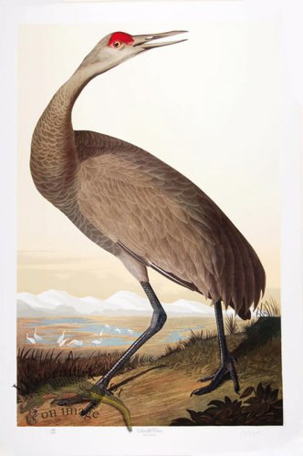 Sandhill Crane