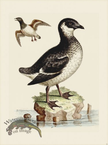 (image for) Edwards 091 Small Black and White Divers