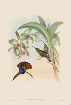 Gould Hummingbird 044