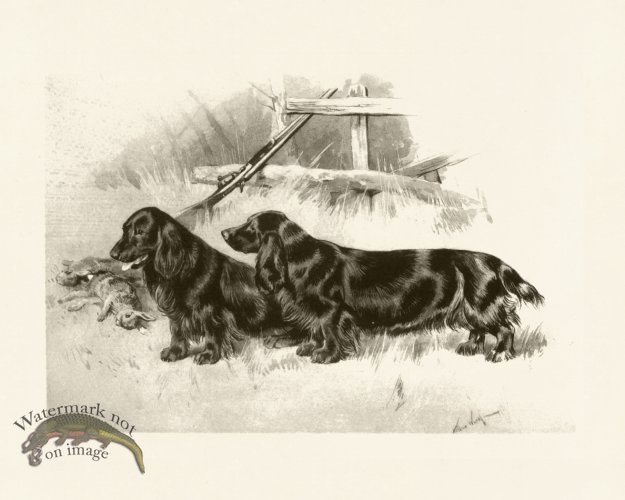 (image for) Modern Dogs 24