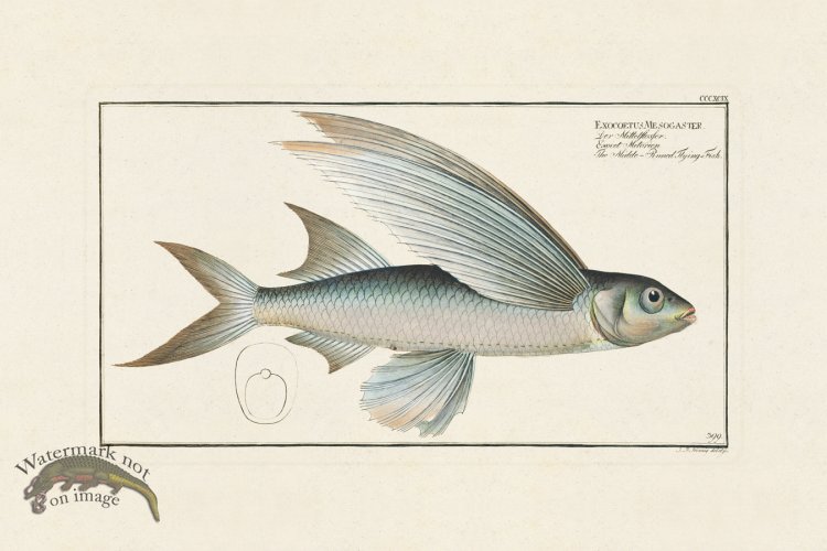 (image for) BLOCH FISH 399