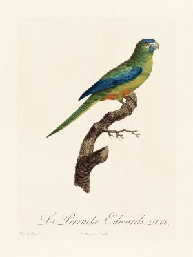 Barraband Parrot 068