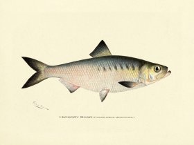 Shad - Hickory