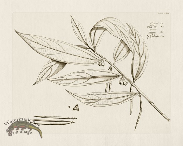 (image for) HORTUS VOl 06 28