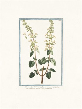 Bonelli 289 Germander