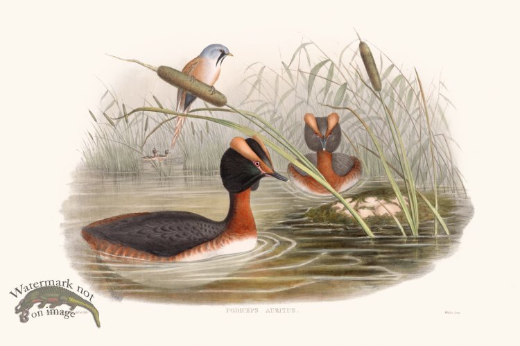 (image for) Gould Waterfowl 27