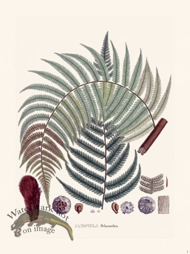 (image for) Ferns of Brazil 02