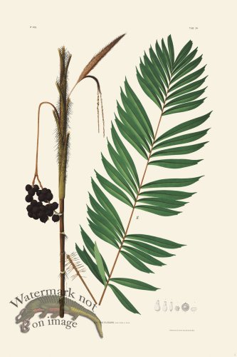 (image for) Rodrigues Palm Front 005