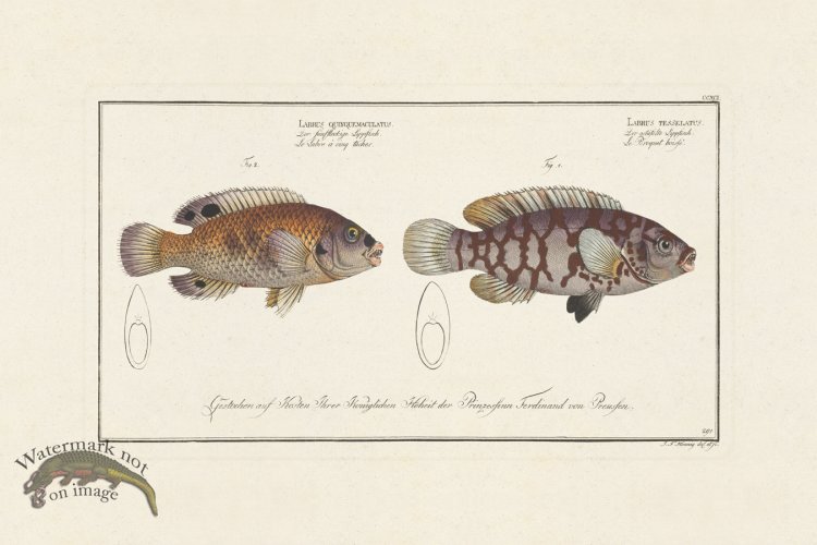 (image for) BLOCH FISH 291