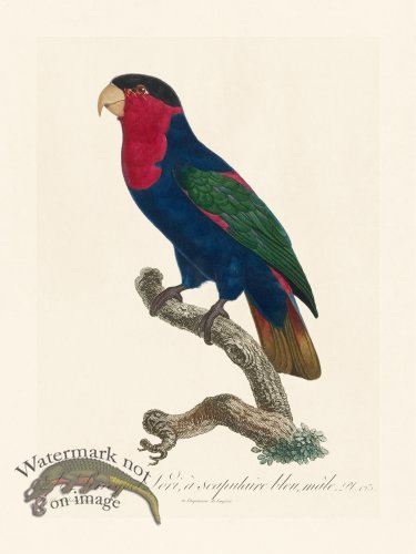 (image for) Barraband Parrot 123