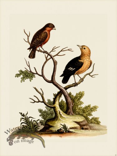 (image for) Edwards 083 Little Bull-Finch