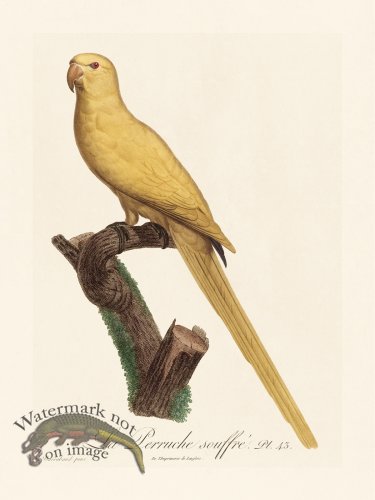 (image for) Barraband Parrot 043