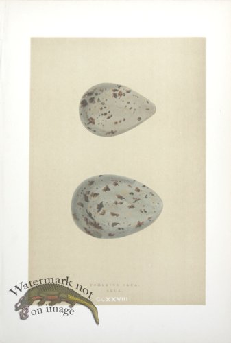 (image for) Morris_Eggs_08