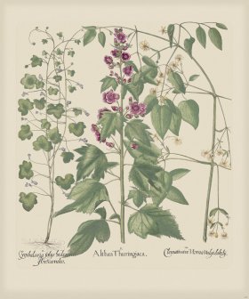 Besler 220 Colored B2