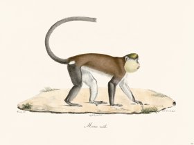 Cuvier 341 Male Mone