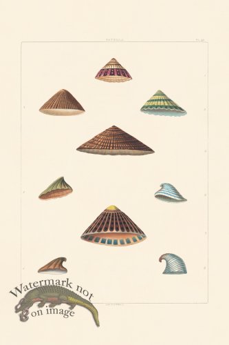 (image for) Perry Shell 43