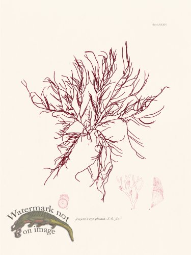 (image for) Bradbury Seaweed 084