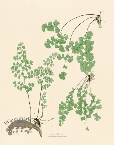 (image for) Bradbury Fern 04