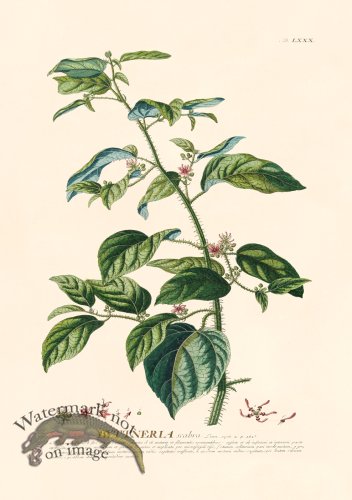 Trew Botanical 80