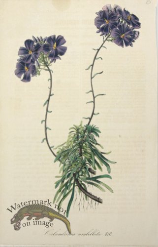 (image for) Houtteano_Bot_016