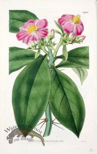 (image for) CBMS_0077