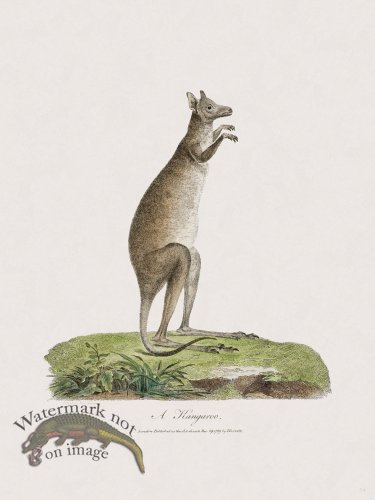 (image for) 54 New Holland Caffowary