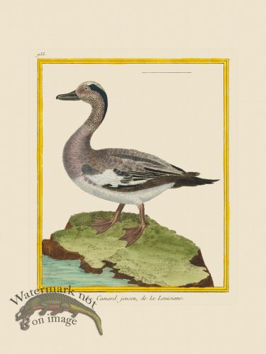 (image for) Martinet Bird 955