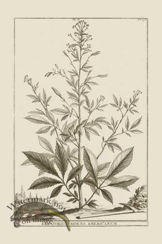 (image for) Abraham Munting 089