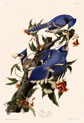 (image for) 102 Blue Jay